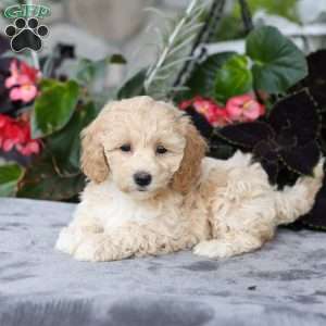 Cassie, Bich-Poo Puppy